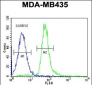 RRAGD Antibody  (Center)